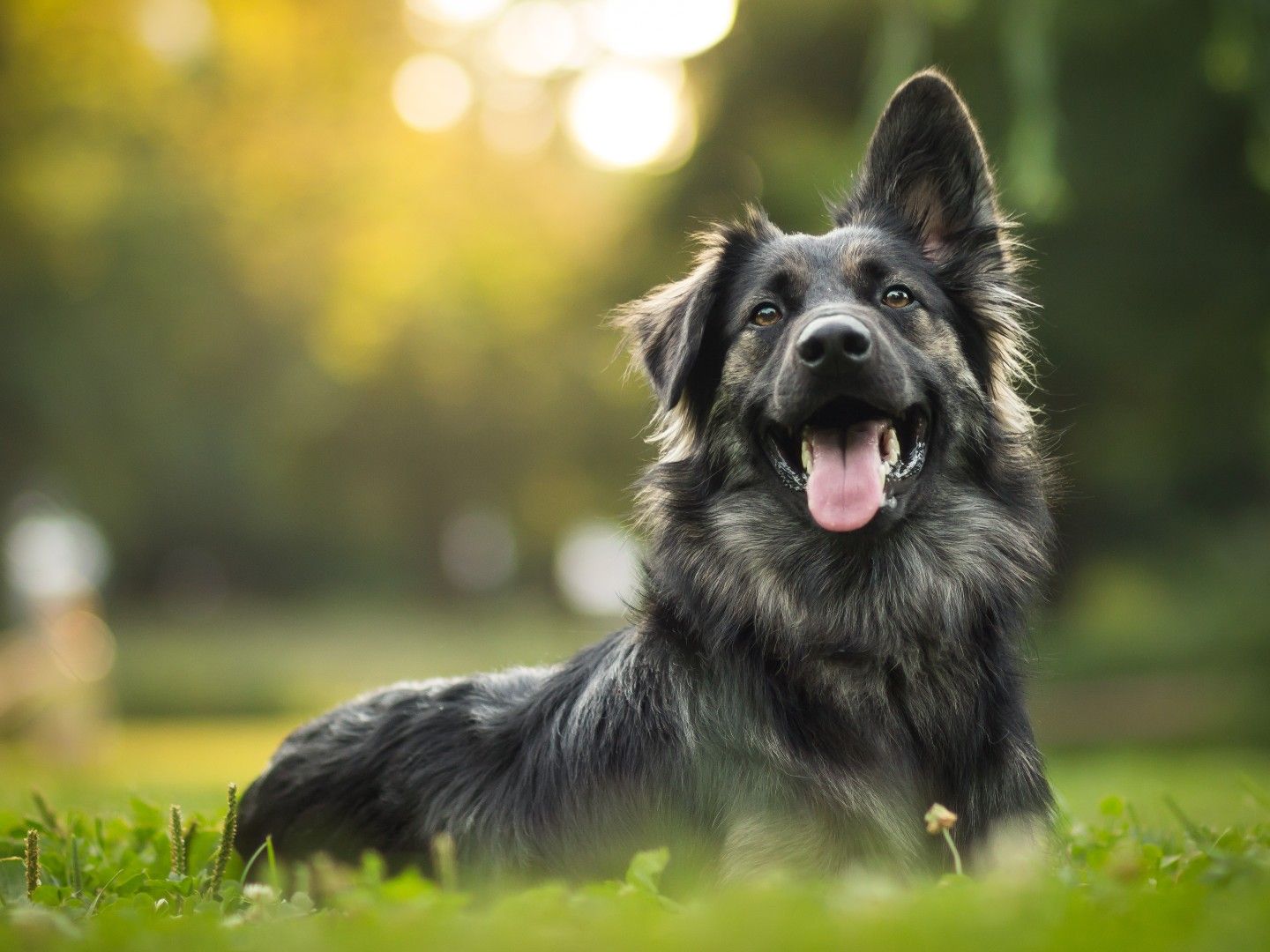 Dogs: History, evolution and behavior of our best friends | Live Science