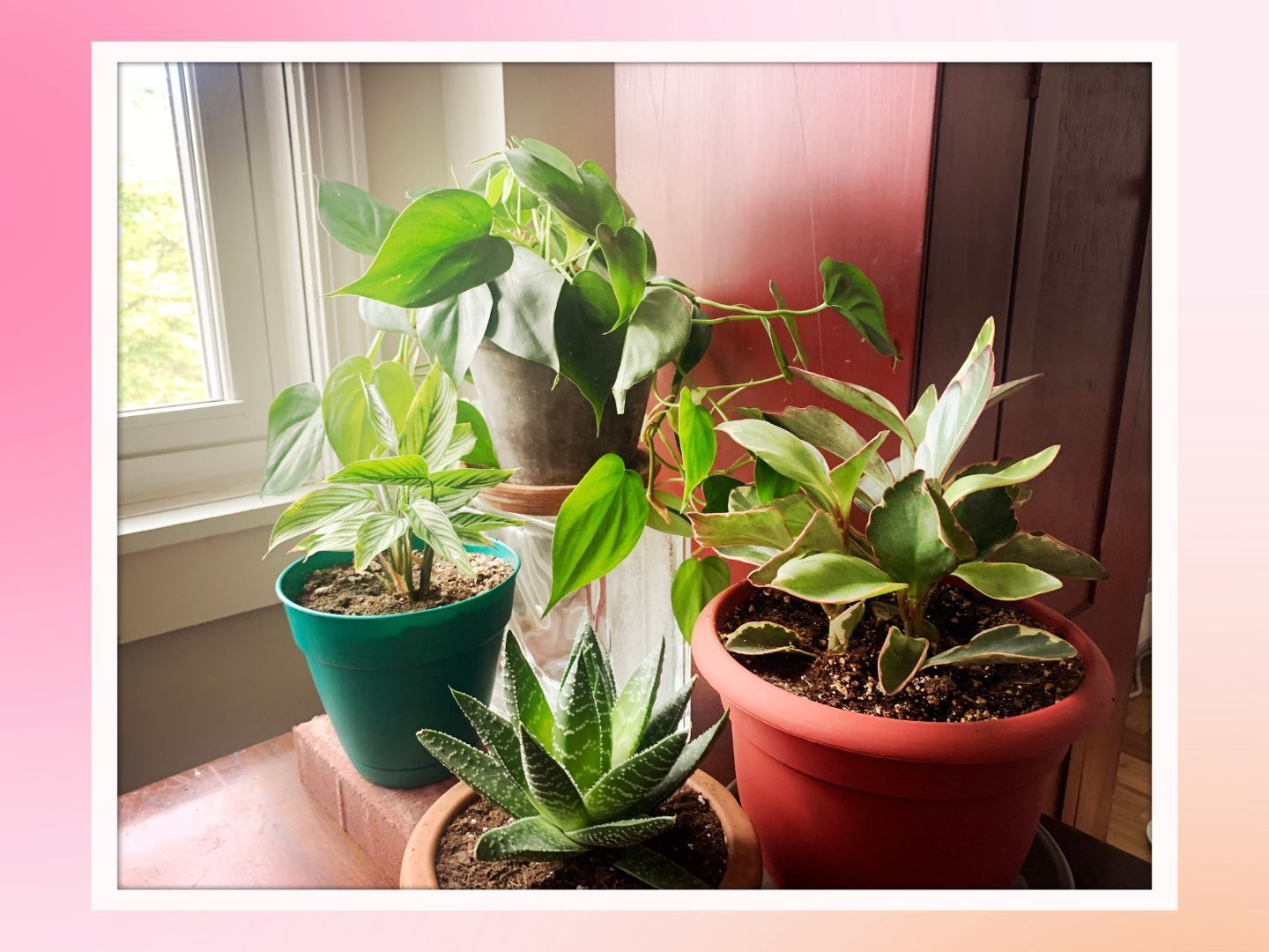 The 6 best plants for apartments that deliver on style | Real Homes