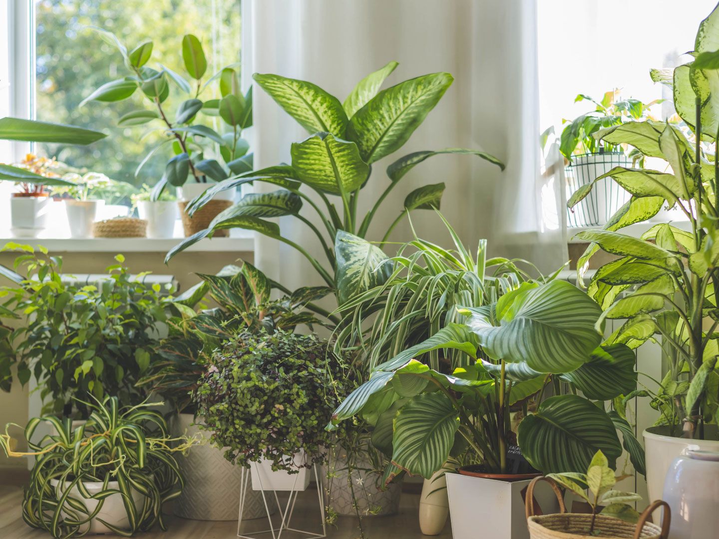 buy zz raven plant Raven ZZ Plant (Zamioculcas Zamiifolia)