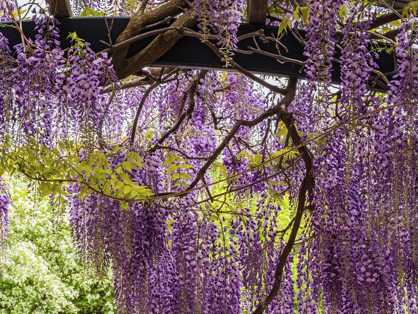 How to prune wisteria  and the best time to do it | Homes and Gardens