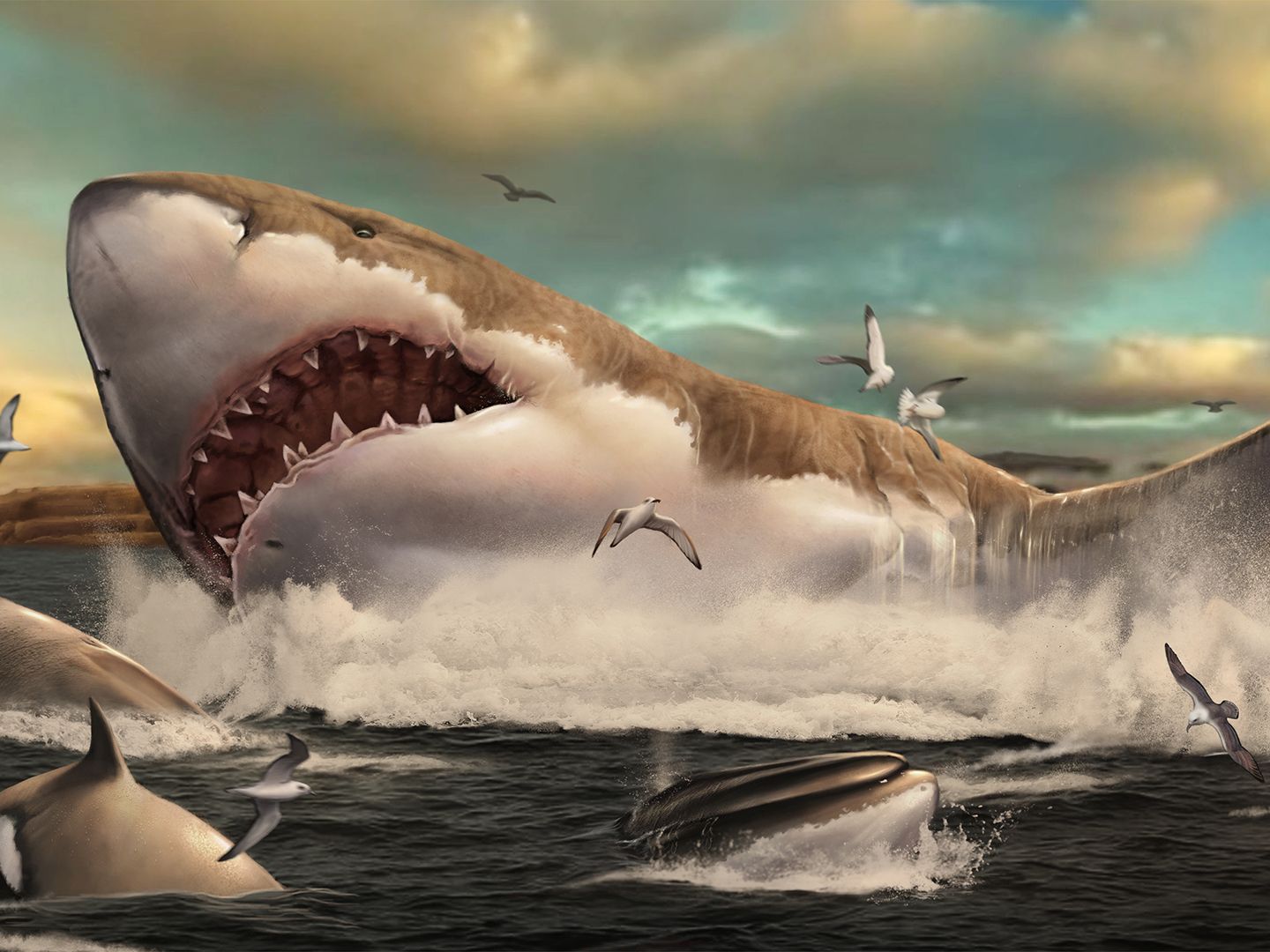 Megalodon nurseries reveal world's largest shark had a soft side | Live  Science, image size:1440x1080