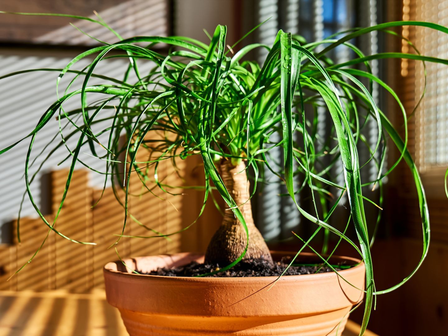 Ponytail Palm Care  Here's Everything You Need to Know | Livingetc