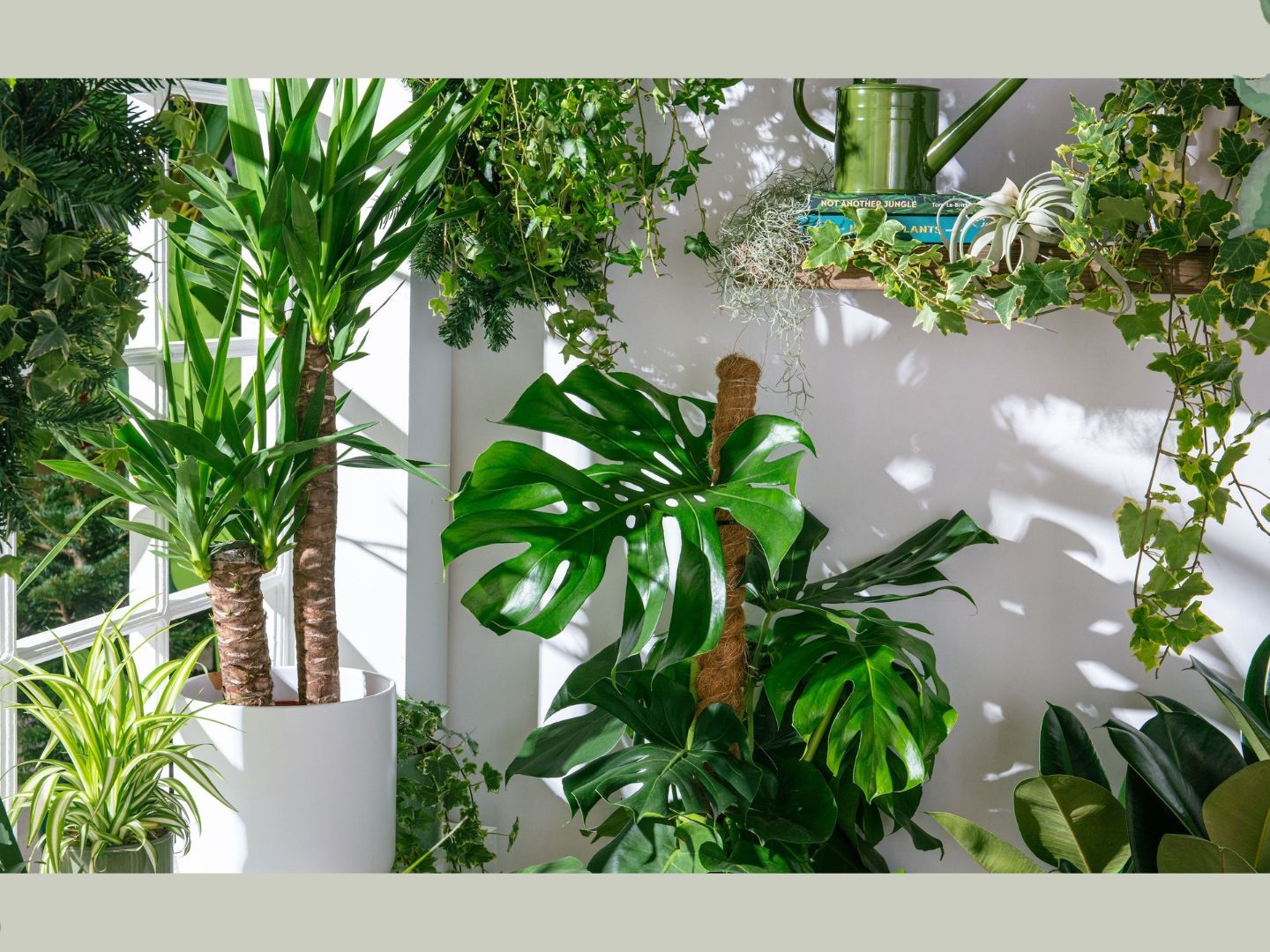 How to support a Monstera plant as it grows: expert advice | Woman & Home