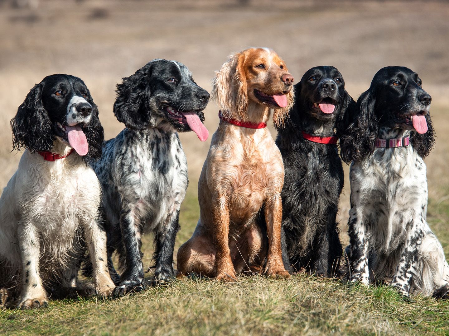 Engelsk Springer Spaniel Working valp - Dyreportal.com, image size:1440x1080