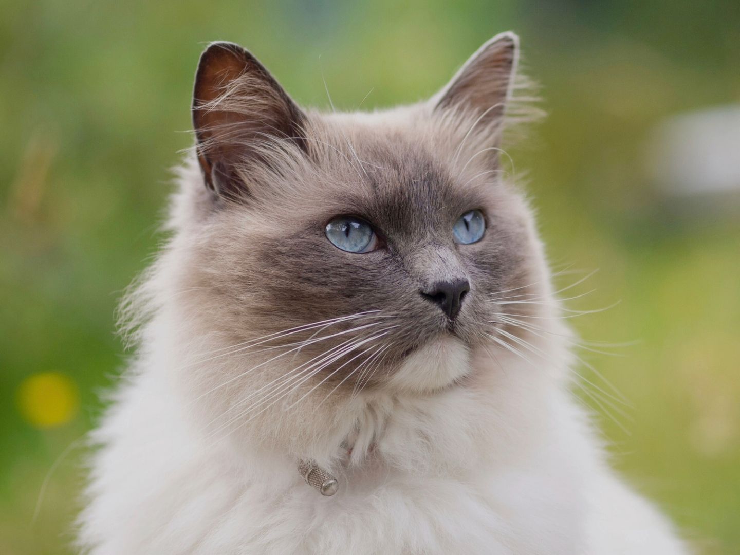 Q Ragdoll Ragdoll Cat Breed Information 2240x1260