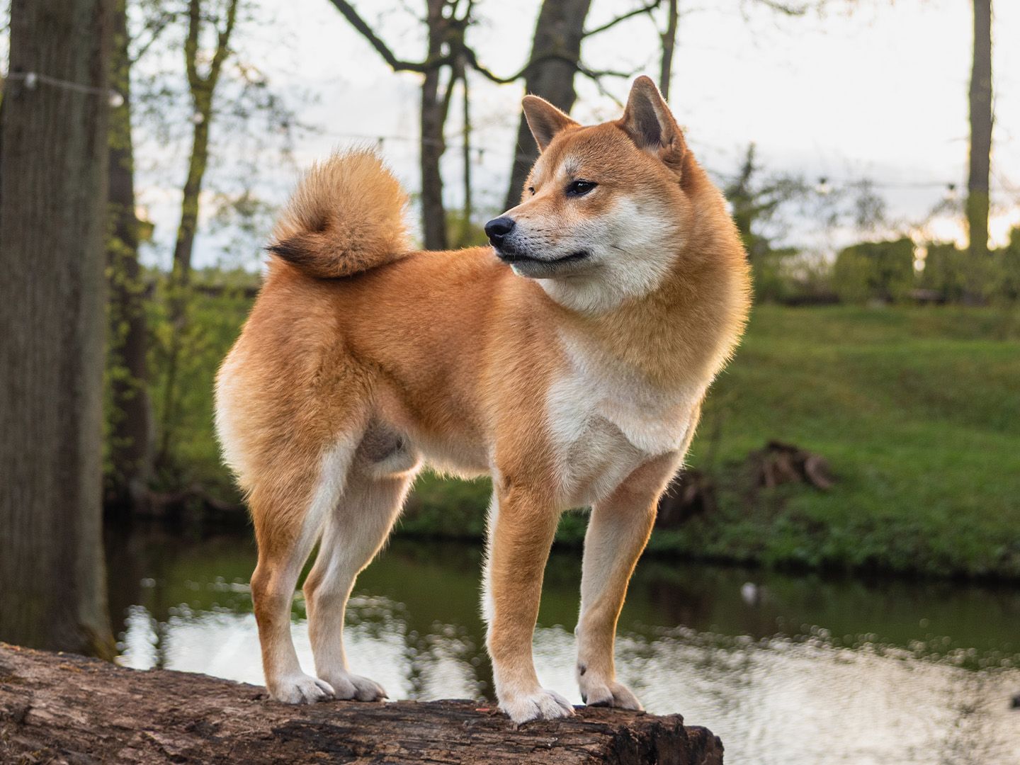 9 Japanese dog breeds you should say 'Konnichiwa' to | PetsRadar