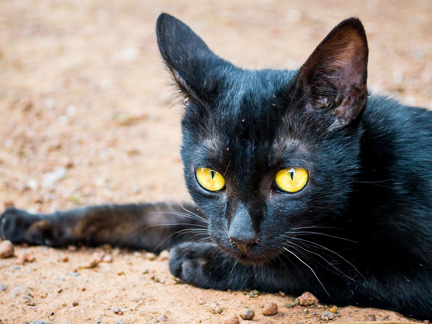 Bald Spots On Head Cat