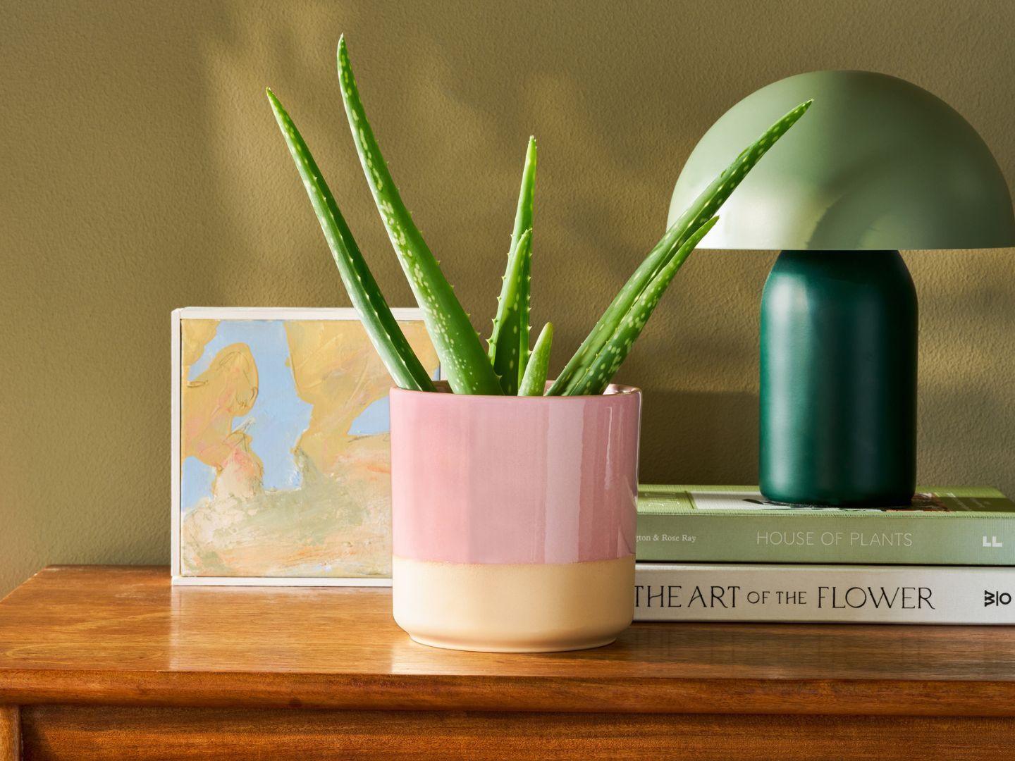 aloe vera pflanze pflege im garten Aloe Vera, Jumbo mit Aloe Gel  toskanagartenshop