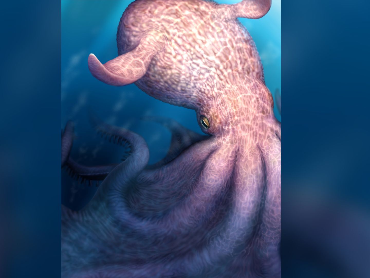 Kraken' octopus that lived at the time of the dinosaurs was a 62