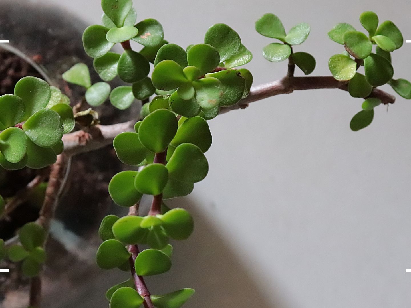 Why is my jade plant dropping leaves? Plant experts weigh in | Woman & Home