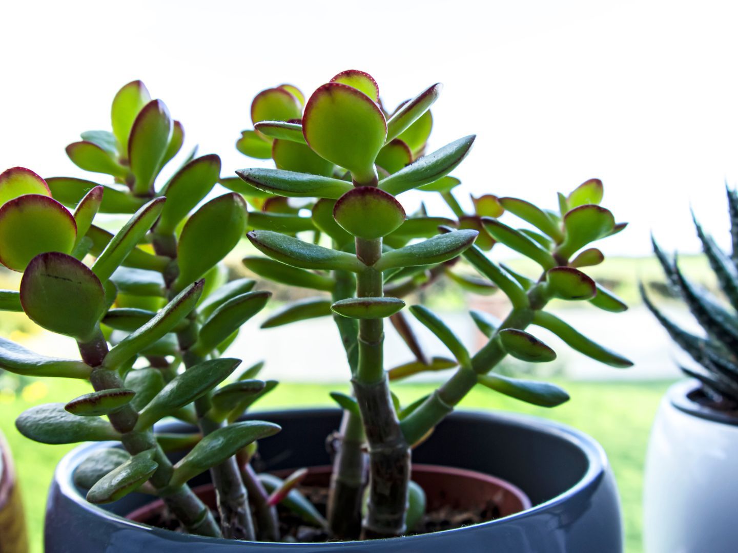 How to care for a money plant: an expert guide | Woman & Home