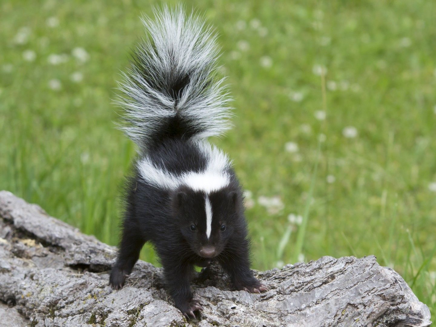 Why does cannabis smell skunky?