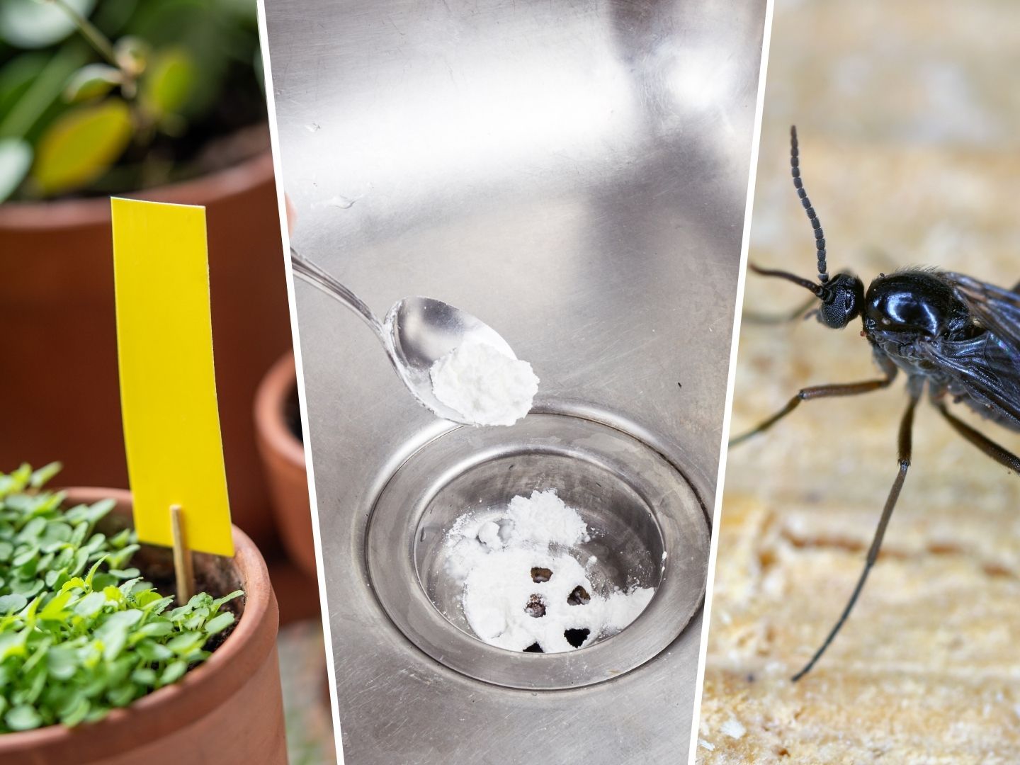 How to get rid of tiny black flies in the house: expert tips | Woman & Home