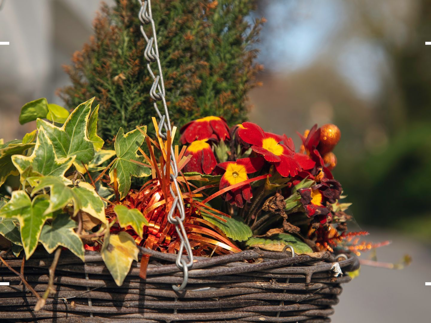 Create a hardy winter hanging basket with this simple method