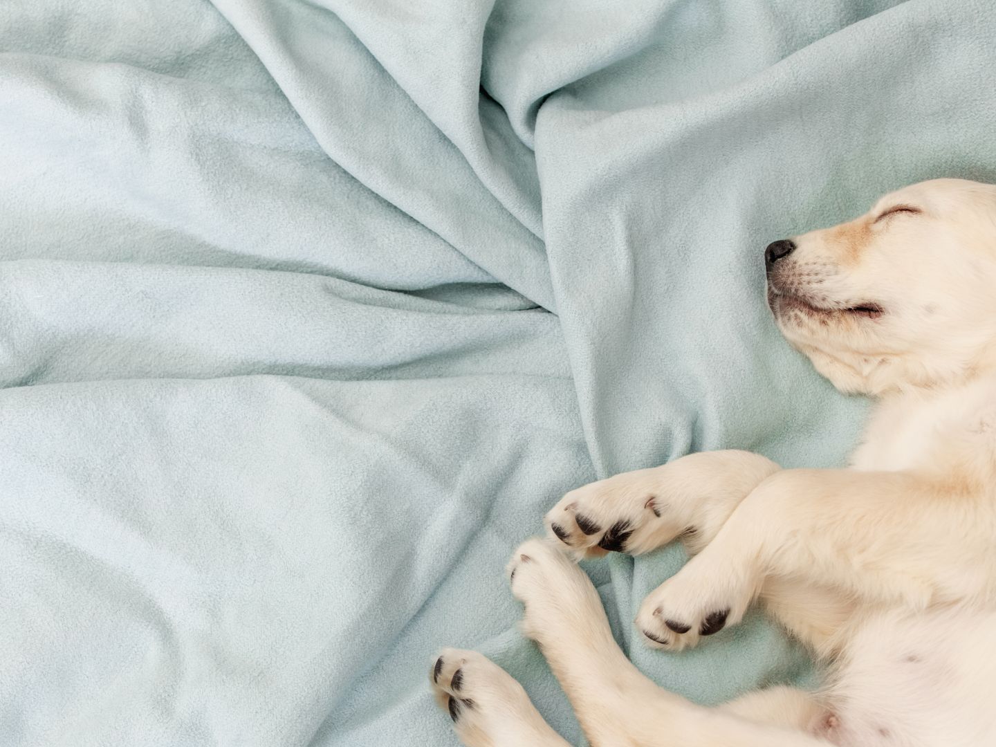 how to get my puppy to stop whining at night
