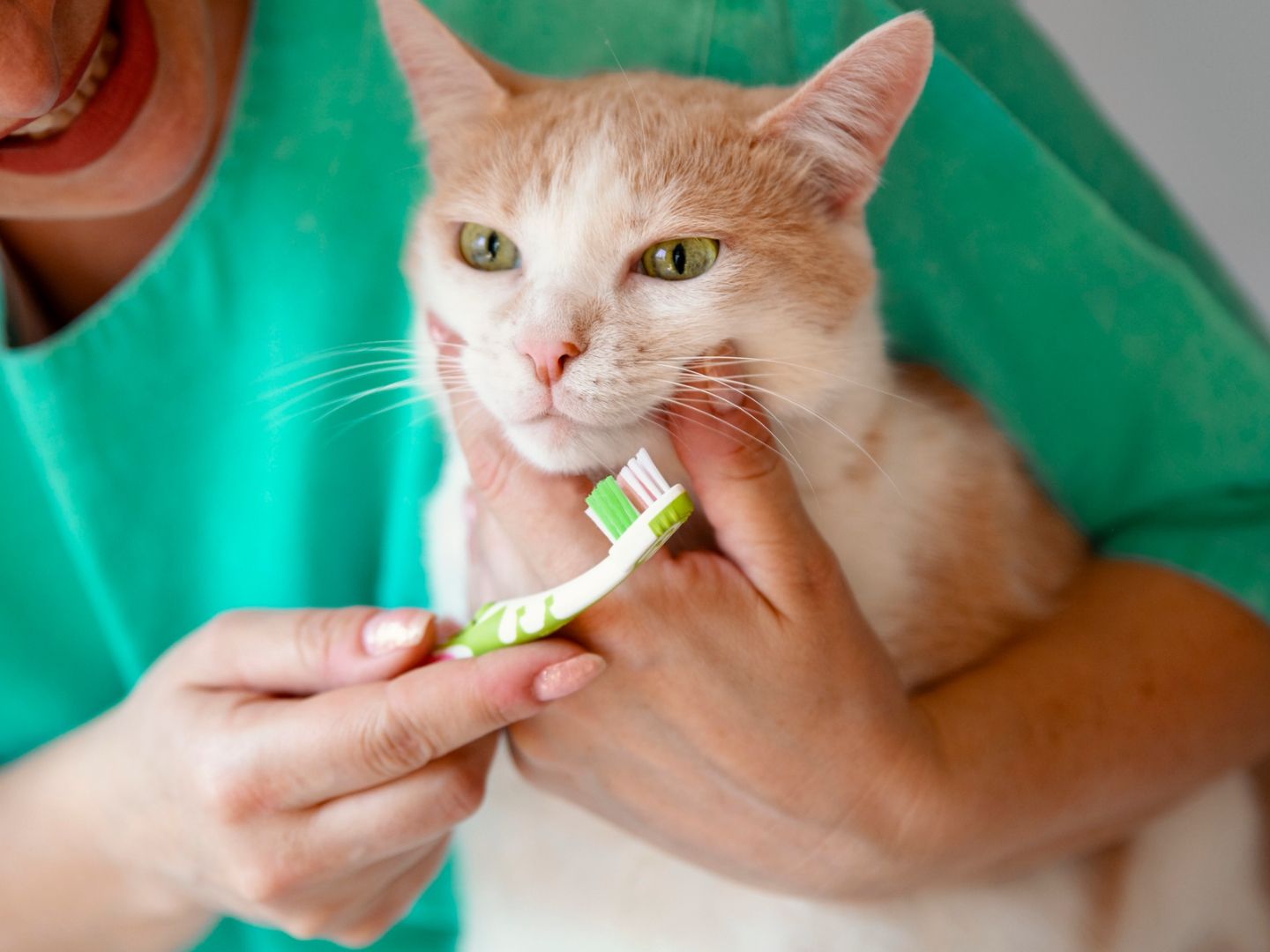 Do I Need to Brush My Cat'S Teeth: Essential Guide