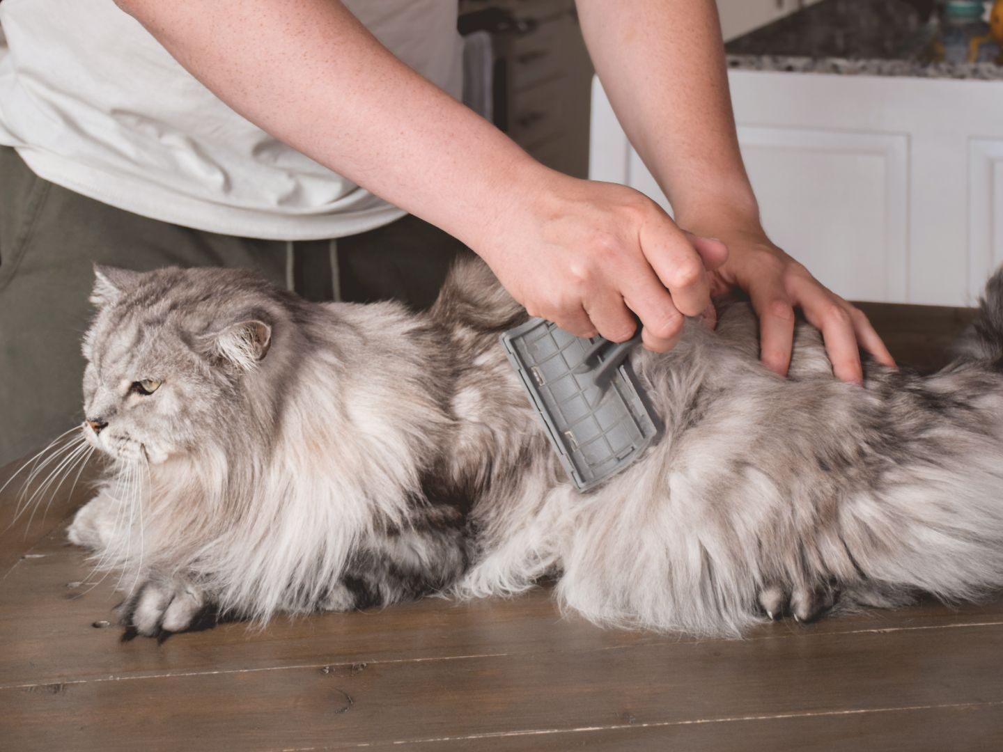 Hair Cat Grooming Matted Fur Pet Grooming Kit Piece With Comb And