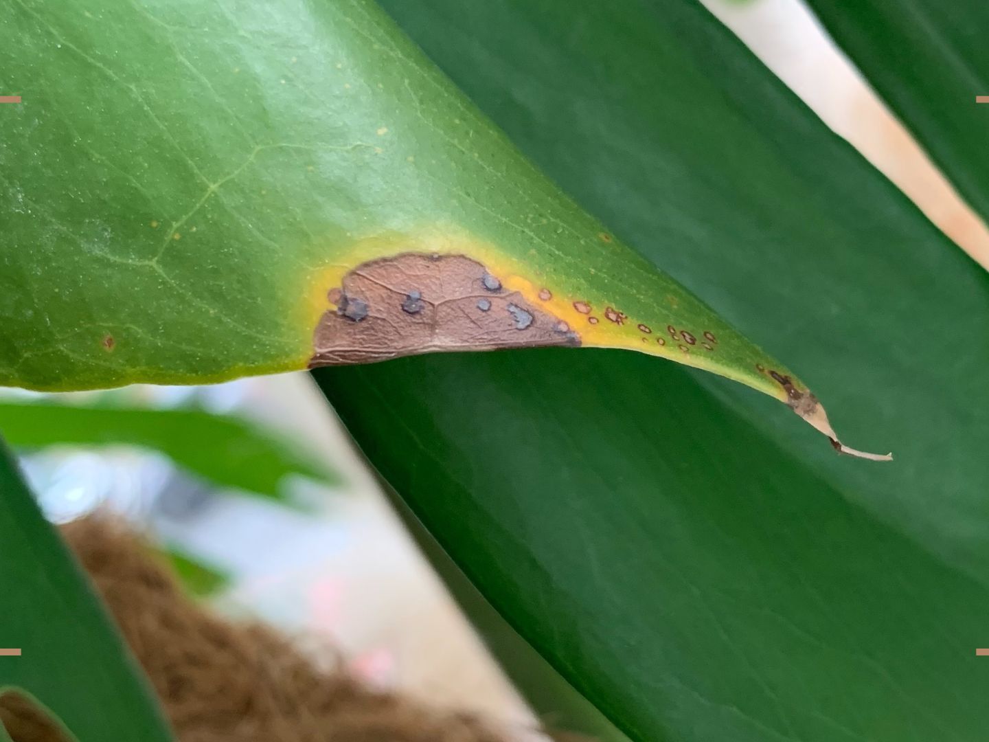 Why are my monstera tips turning brown? Expert advice | Woman & Home