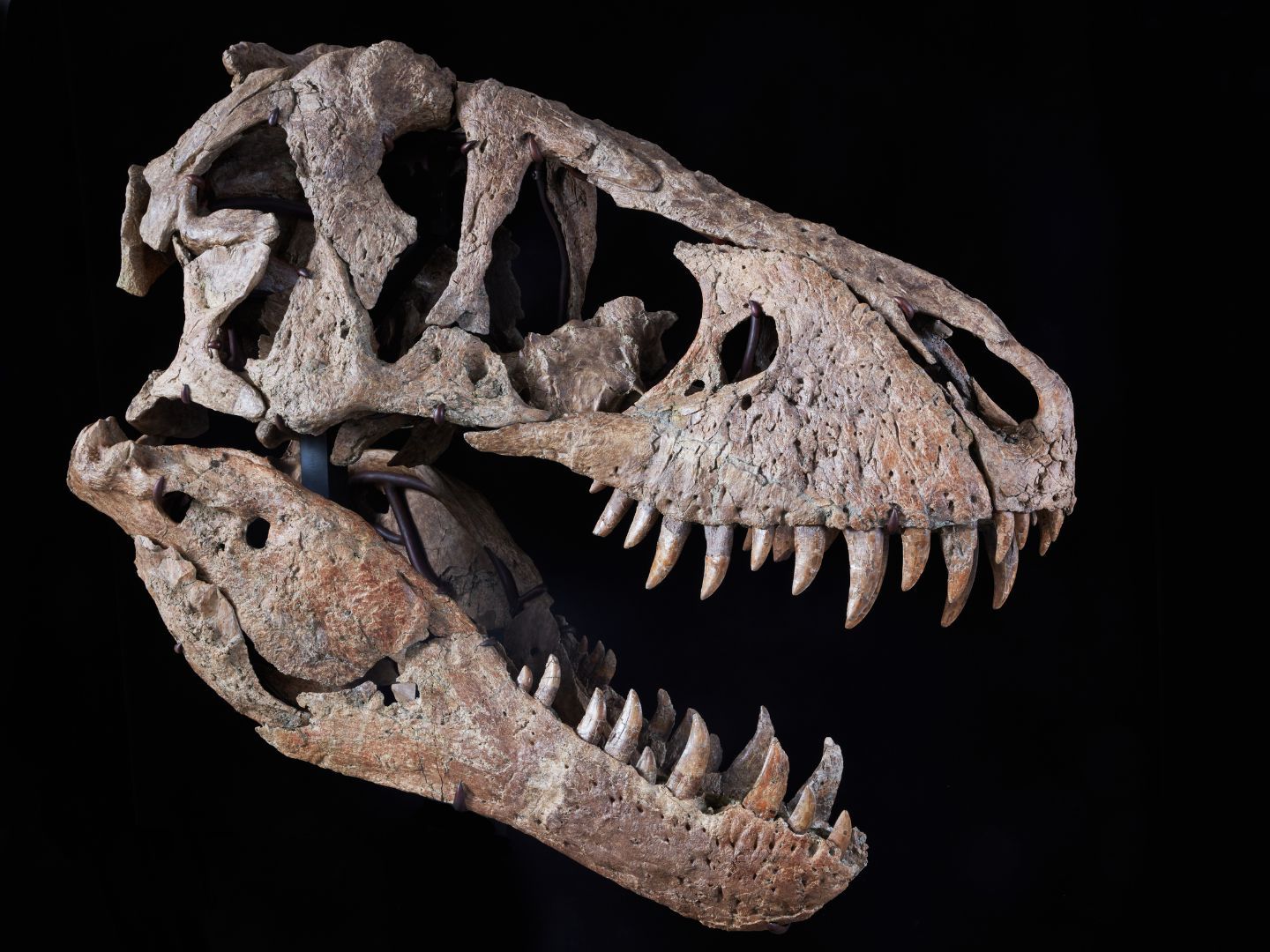 Maximus, 'one of the best' T. rex skulls on record, could fetch