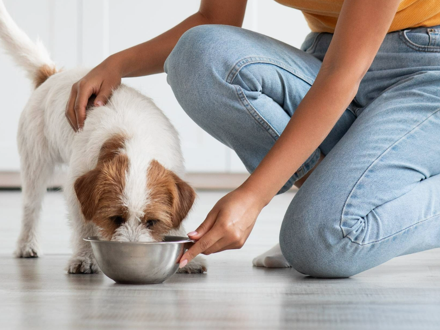 appetite good food for sick dogs