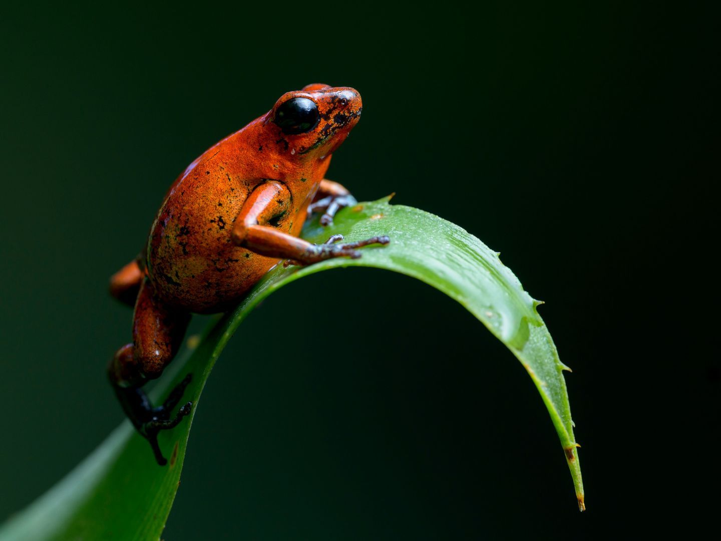Amphibians 5 Examples