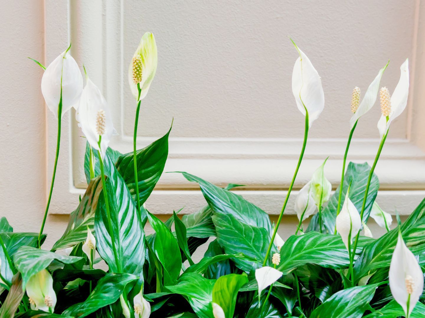 snow queen pothos Snow Queen Pothos