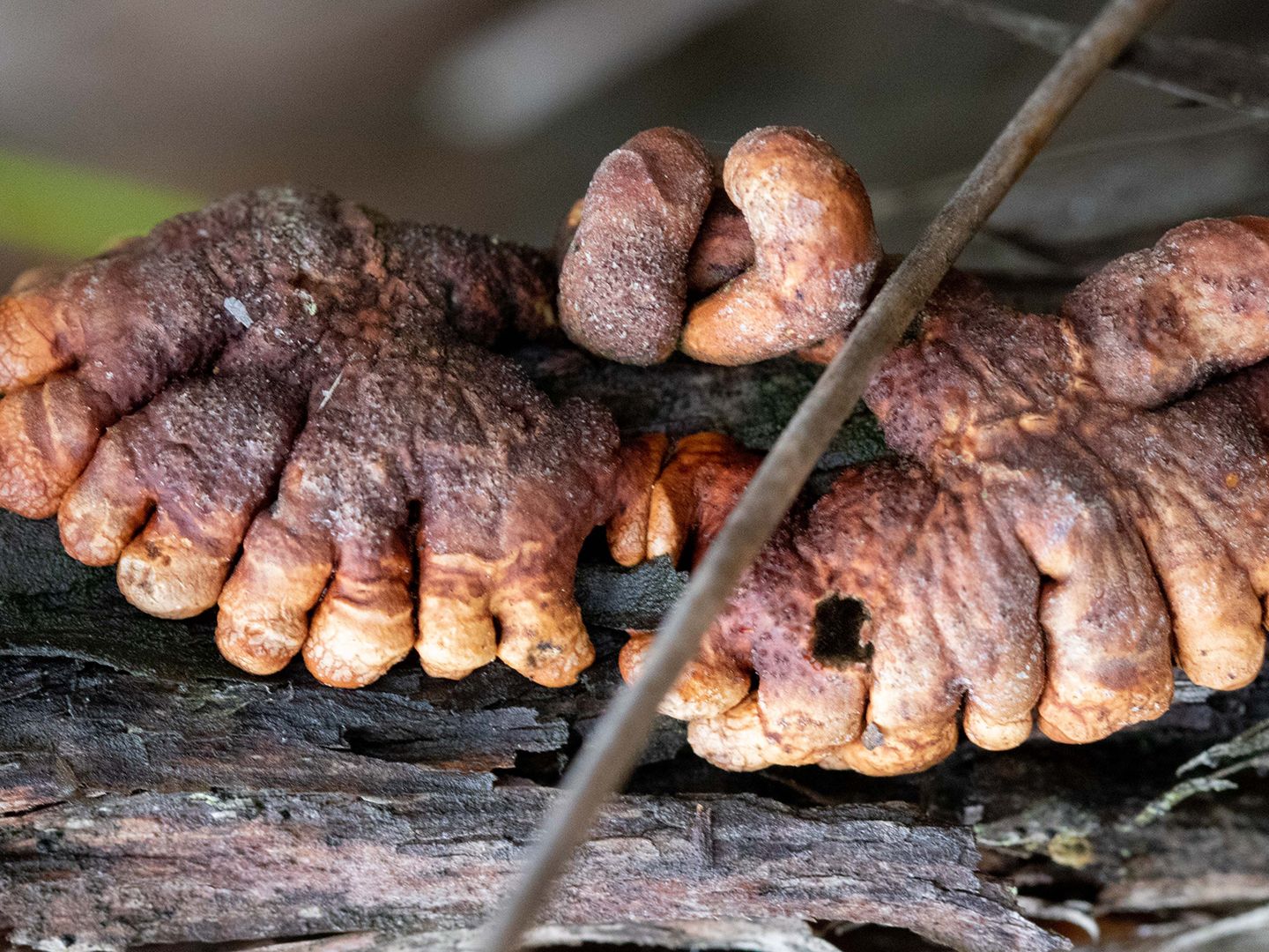 Rare 'zombie fingers' parasitic fungus is hanging on (barely) in