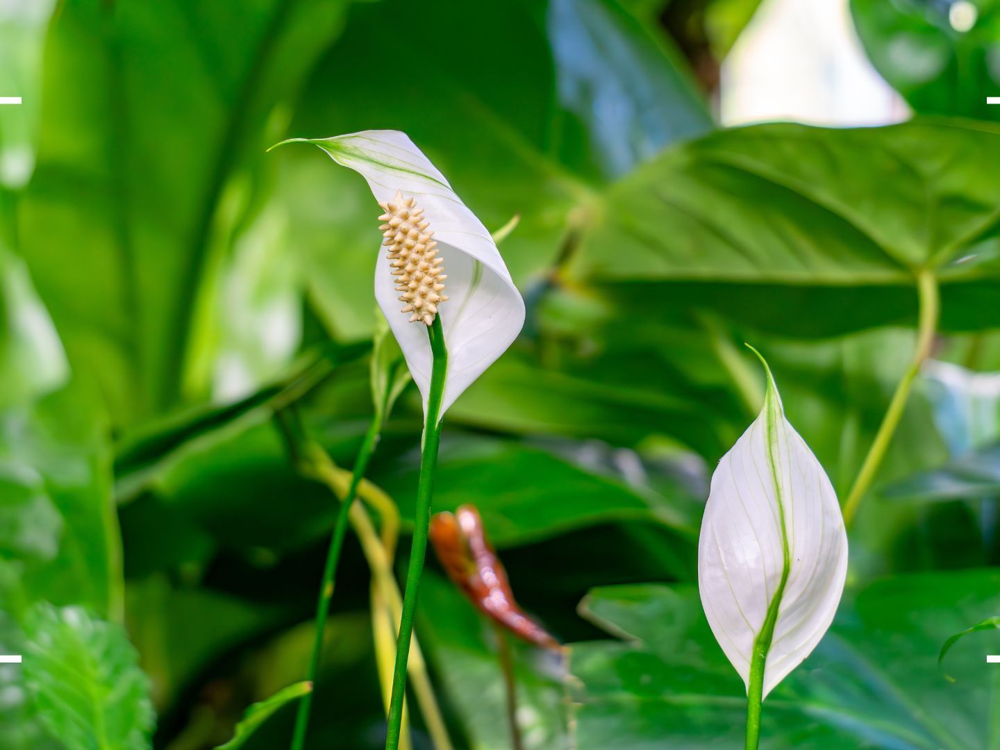 How to care for a peace lily indoors  an expert guide | Woman & Home