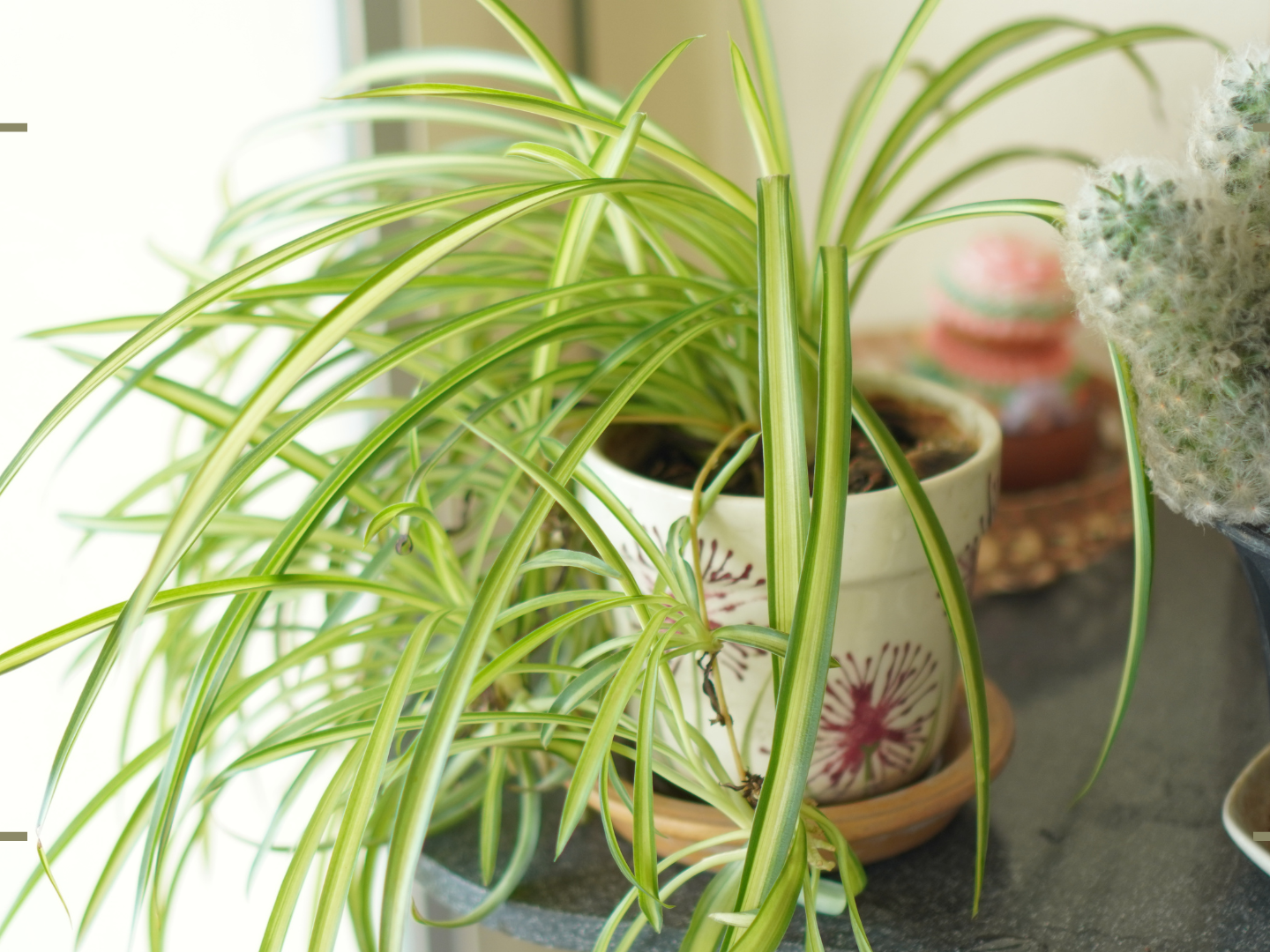 Why is my spider plant turning yellow? Experts reveal all | Woman & Home