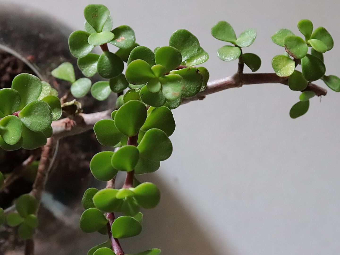 buy money plant online Money Plant – Good Luck Feng Shui Indoor Plant Online India (4 Inch Pot in  Cocopeat) – Future Roots Agro Private Limited