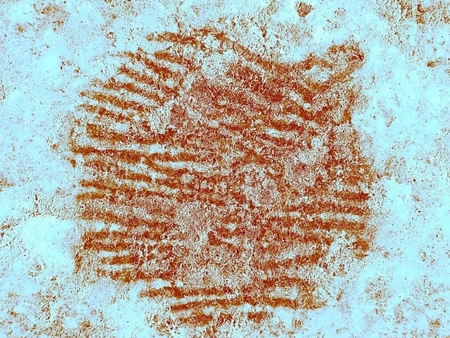 43,000-year-old human fingerprint is world's oldest — and made by 43,000-year-old human fingerprint is world's oldest — and made by