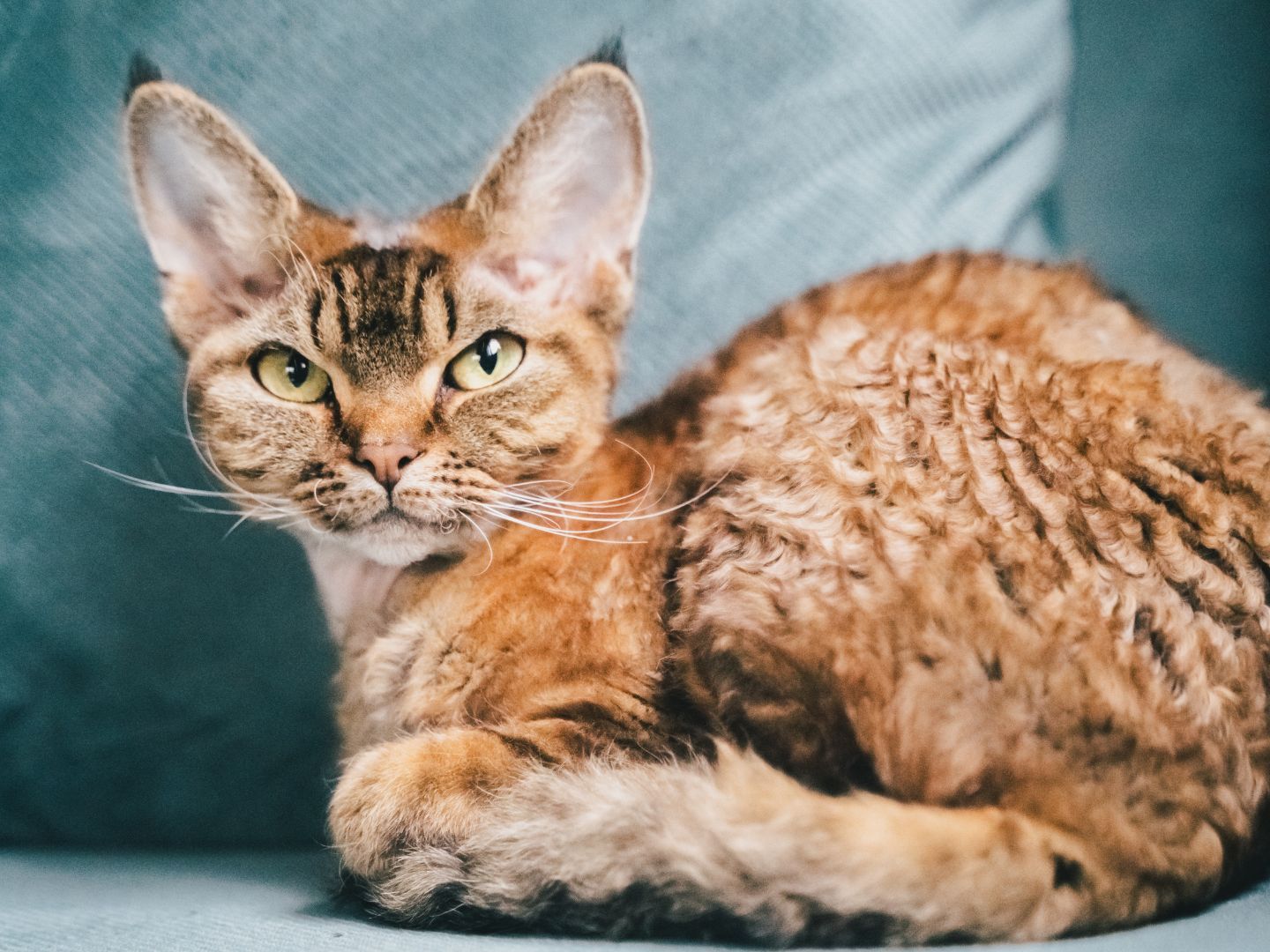 Devon Rex: Breed profile and information | PetsRadar