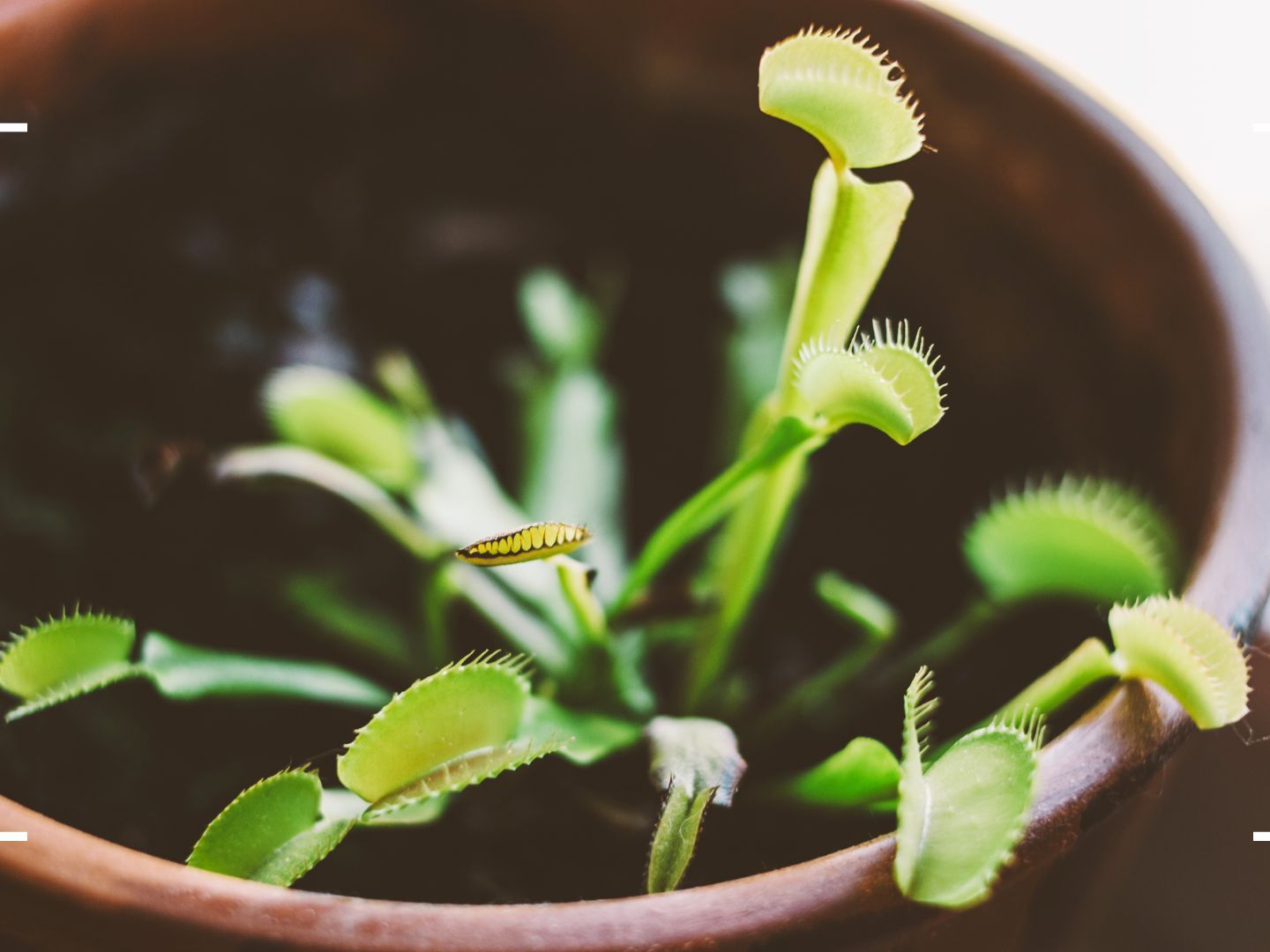 celery plant images Cutting Celery Plants For Sale | Apium Graveolens main image 1