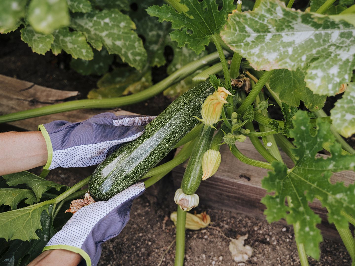 When to plant zucchini: to enjoy a plentiful summer harvest | Homes and  Gardens