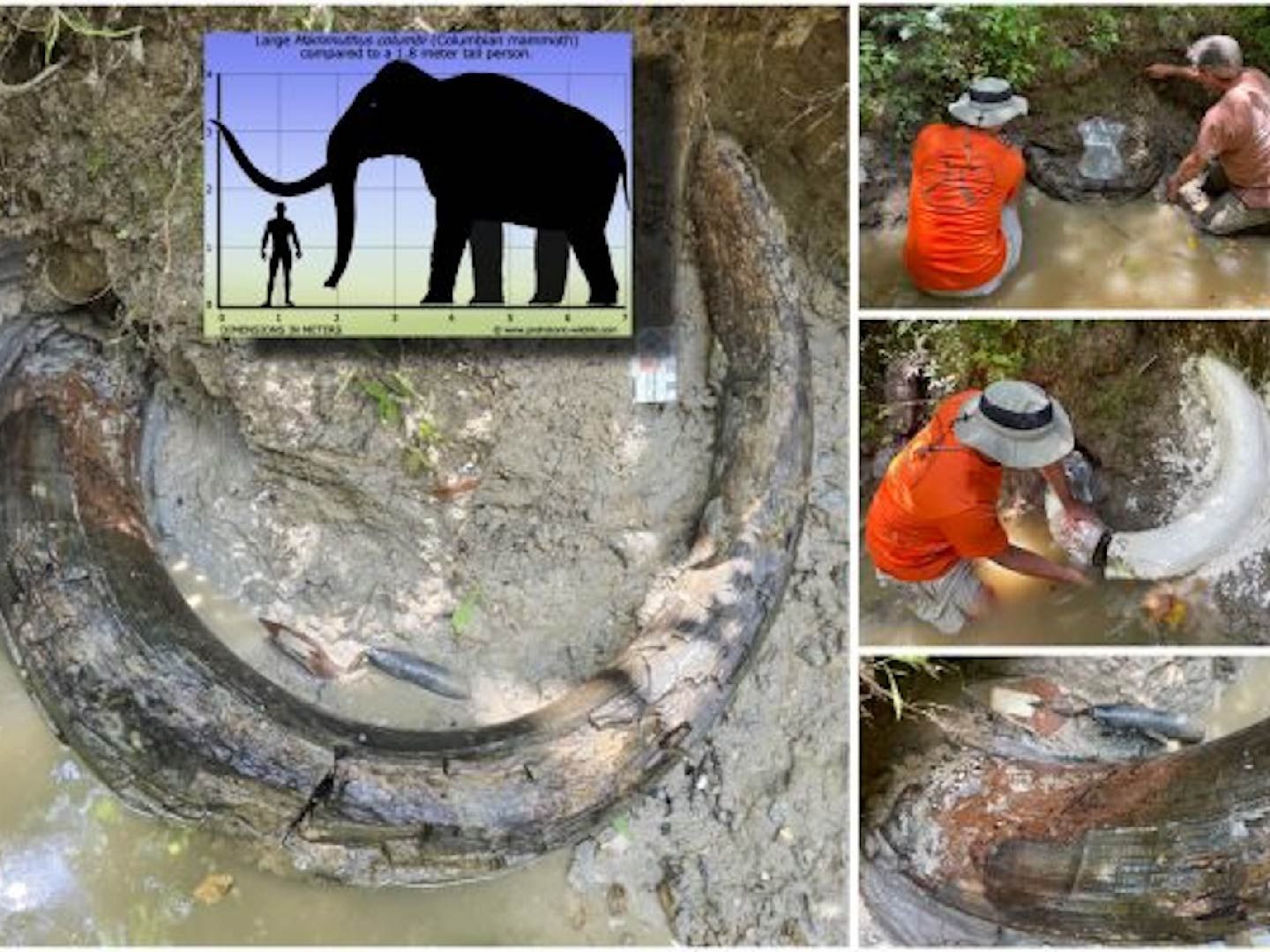Huge mammoth tusk discovered sticking out of Mississippi streambed