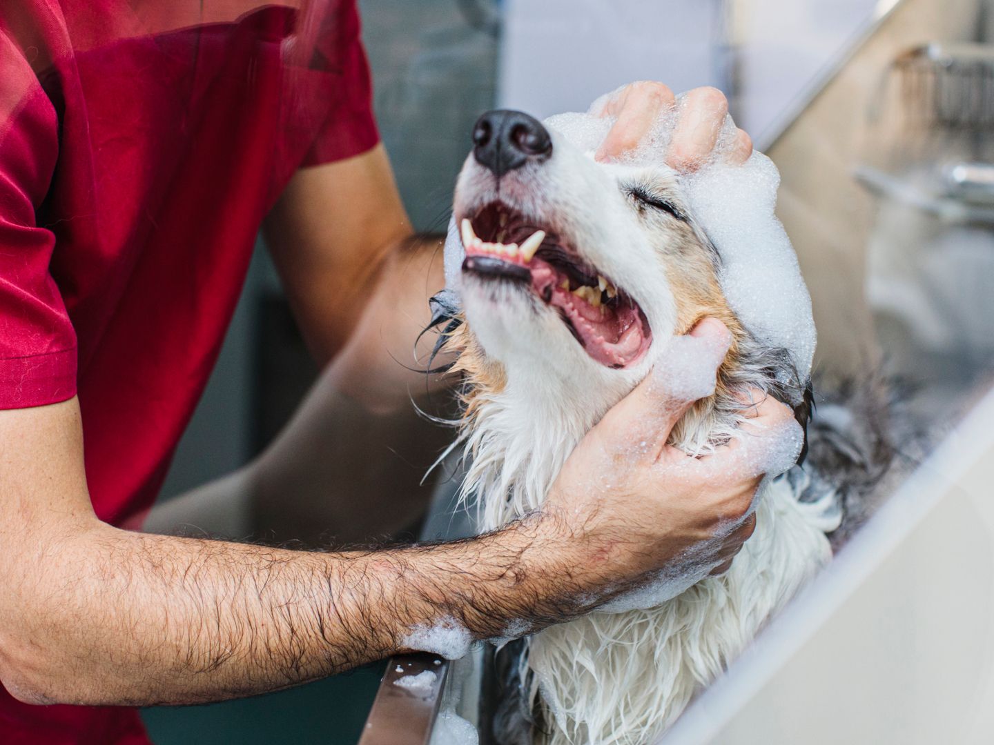 Anti Shed Best Dog Shedding Shampoo Best Dog Shampoo 2024: Keep