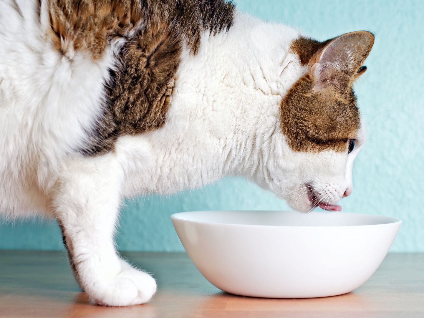 Cat Keeps Moving Water Bowl Cat Keeps Spilling Water Bowl How To
