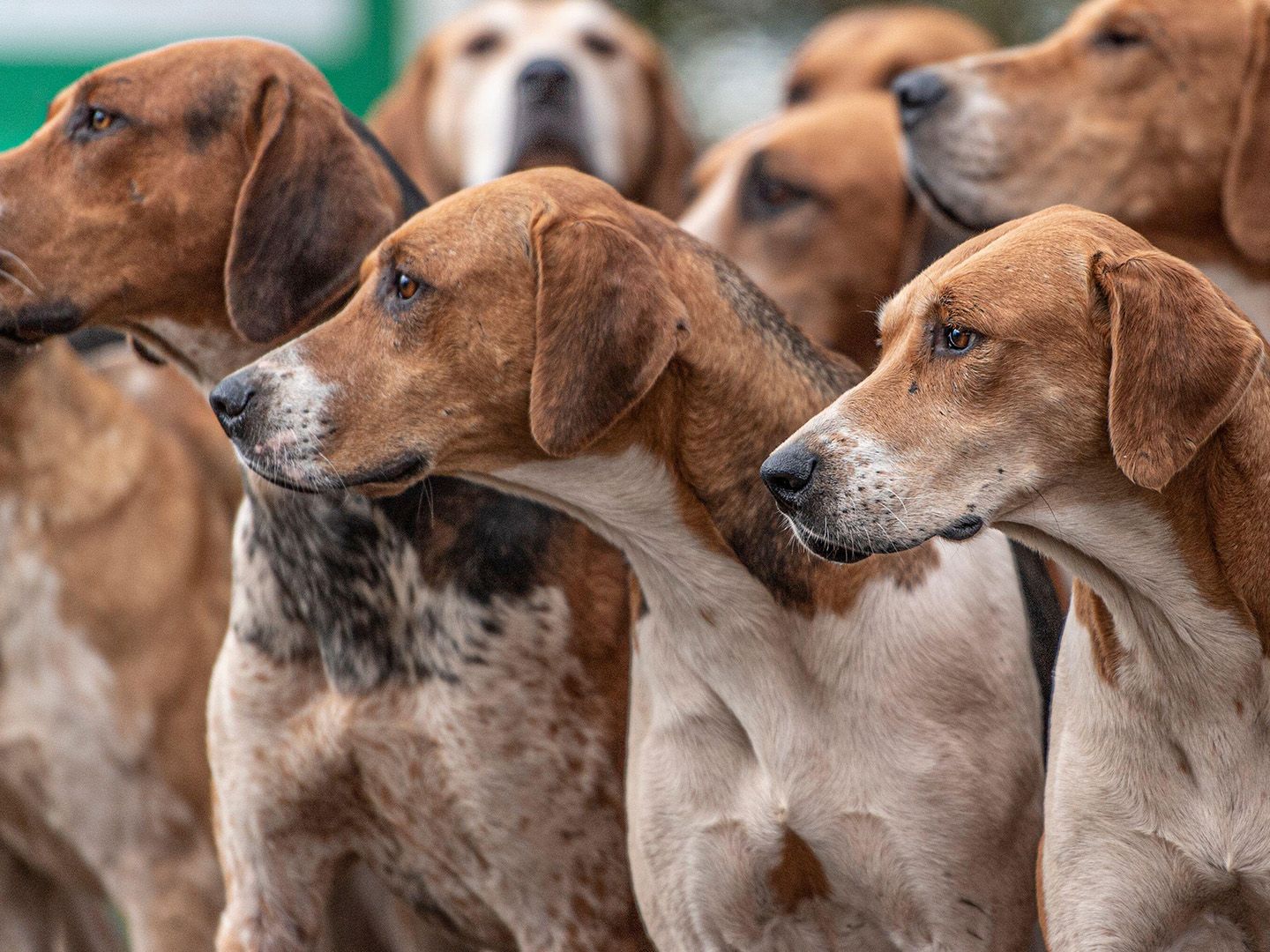 HOUND DOG/HOUND DOG 35th ANNIVERSARY「OU… Hound dog breeds: 19 varieties and breed information | PetsRadar