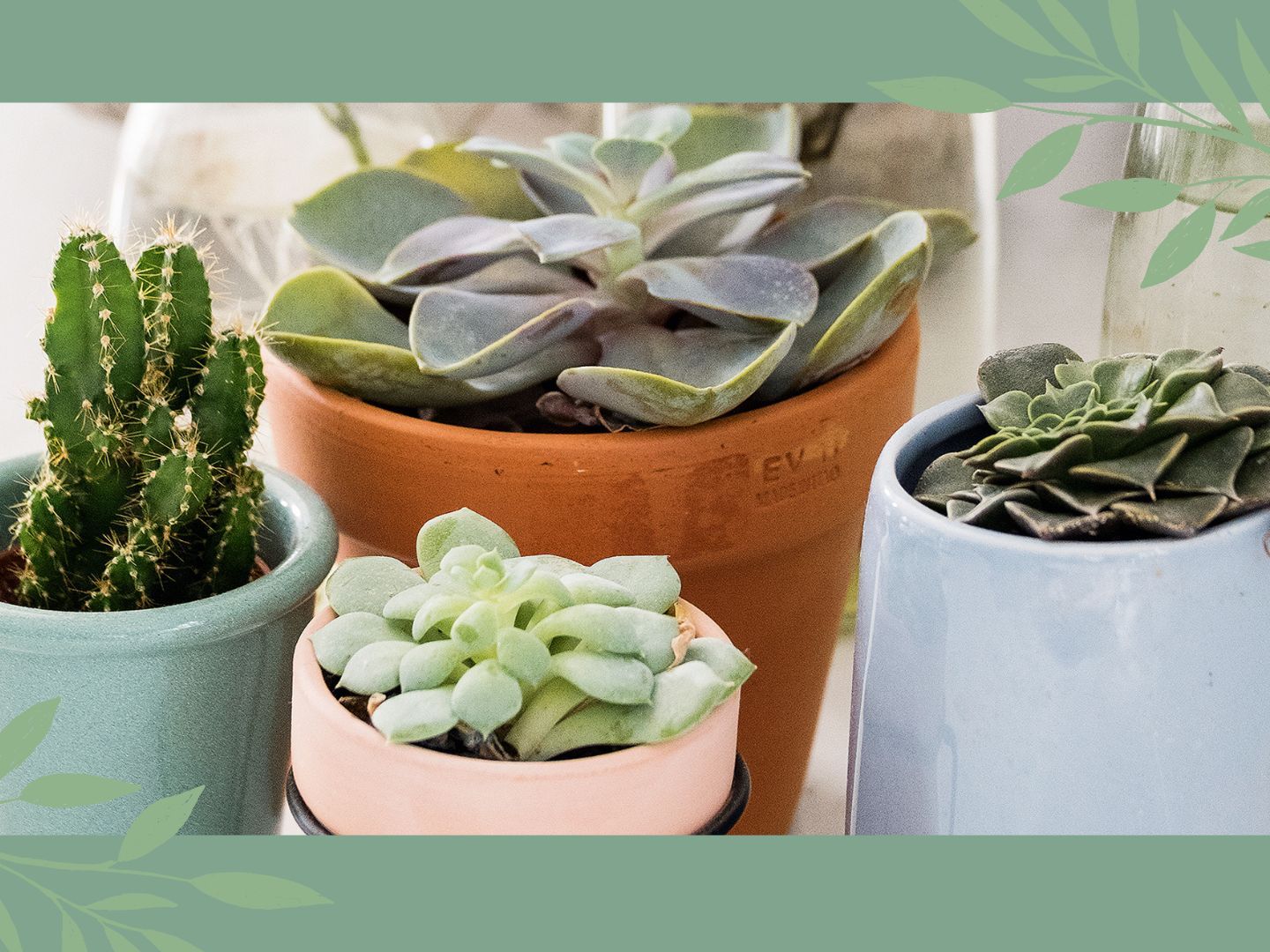 succulent rare Echeveria Cielo