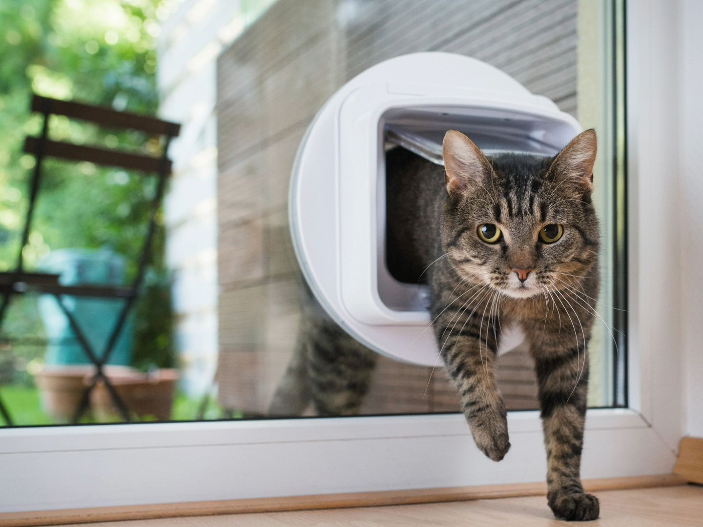 Cat Feeding Station Keep Dogs Out Of Cat Litter Cat Screen Door