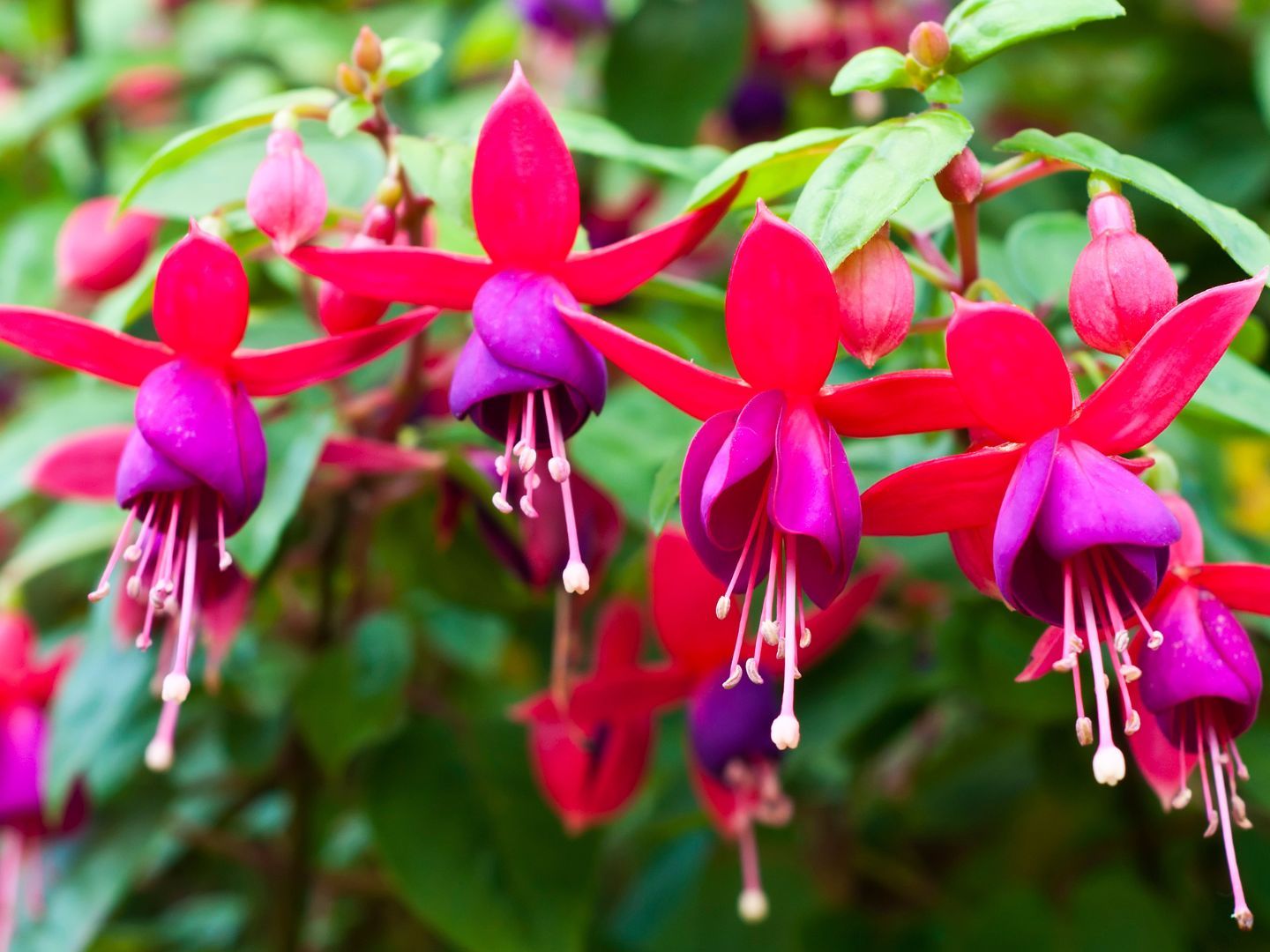 How to Overwinter Fuchsias  An Expert Guide | Livingetc
