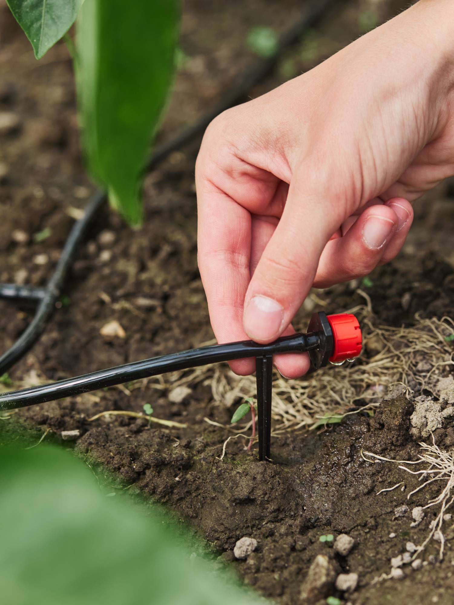 Installing drip irrigation