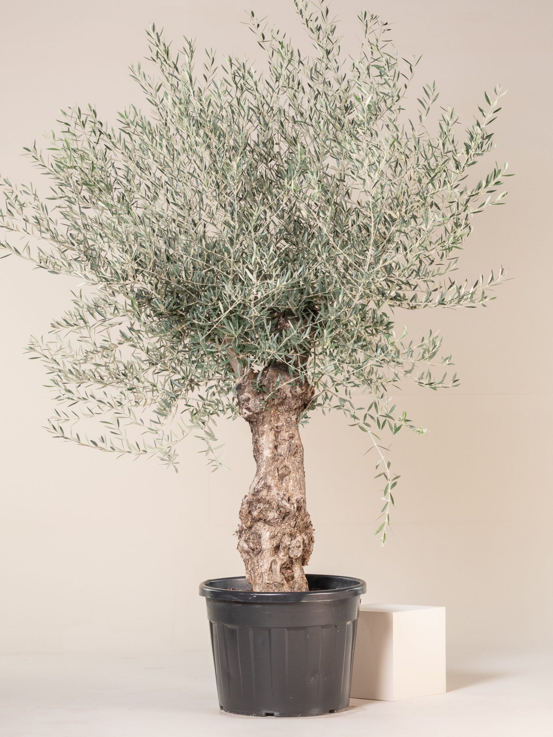 Olea Europaea - Bonsai Form - European Olive