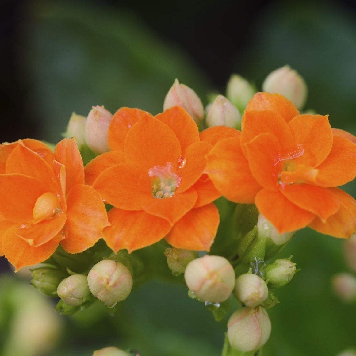 When Does Kalanchoe Bloom - Tips On Getting Kalanchoe To Bloom Again |  Gardening Know How