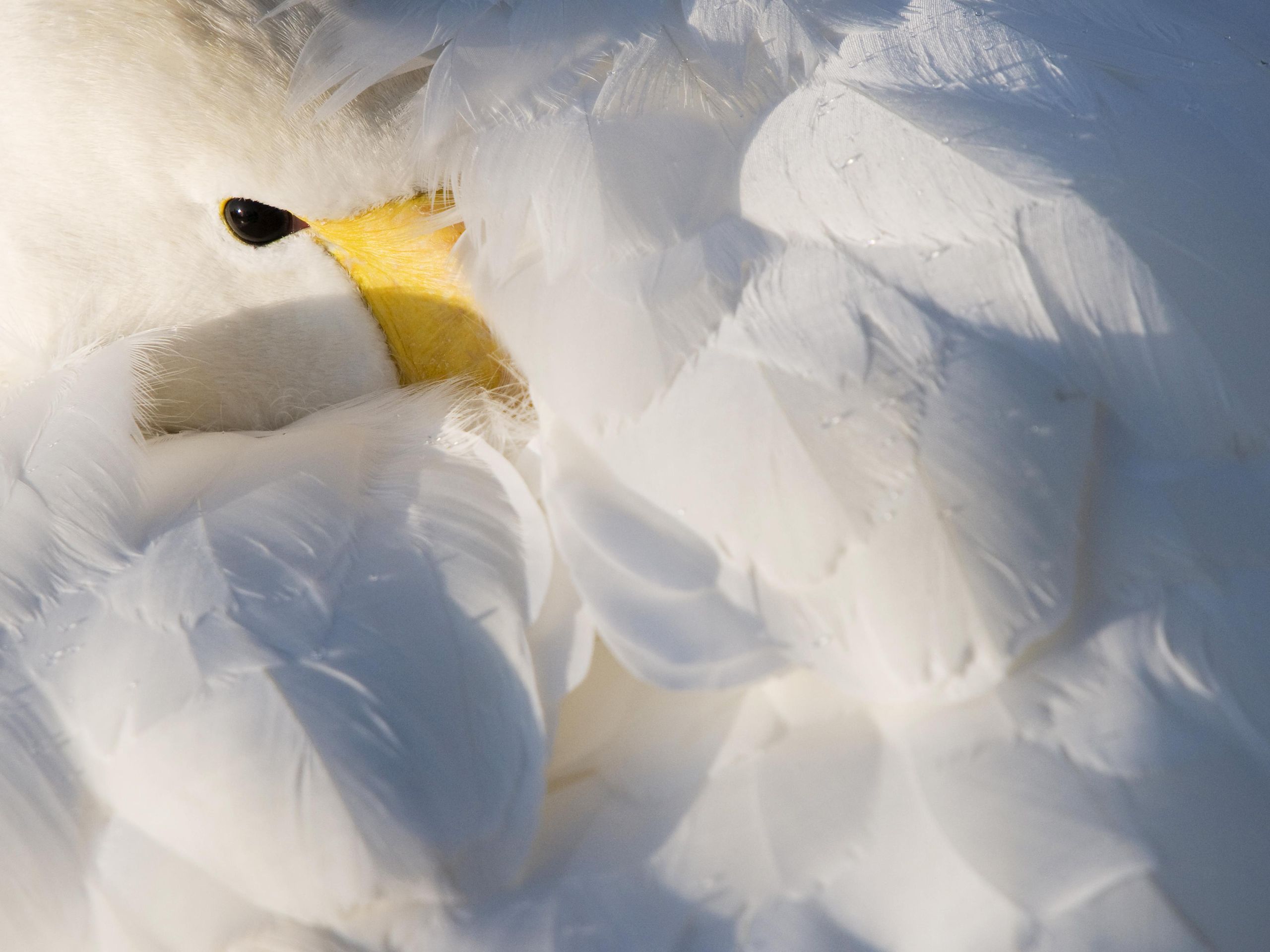 Feathers: Nature