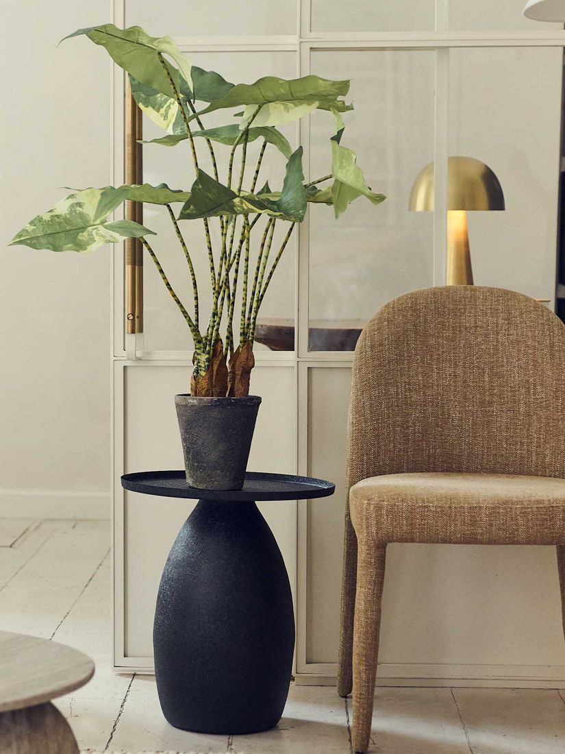 Abigail Ahern, Artificial Variegated Zebra Plant - Medium