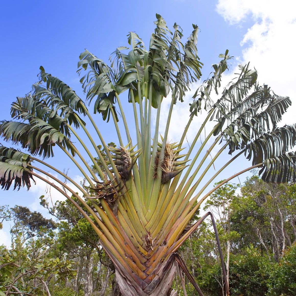 Travelers Palm Hardiness: Learn About Growing Travelers Palm Plants |  Gardening Know How