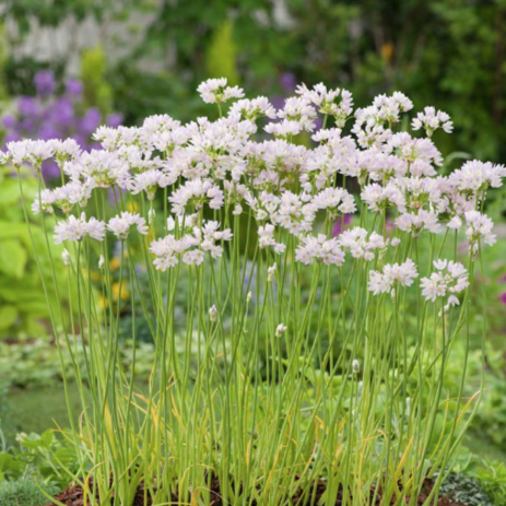 25 Roseum Allium Bulbs