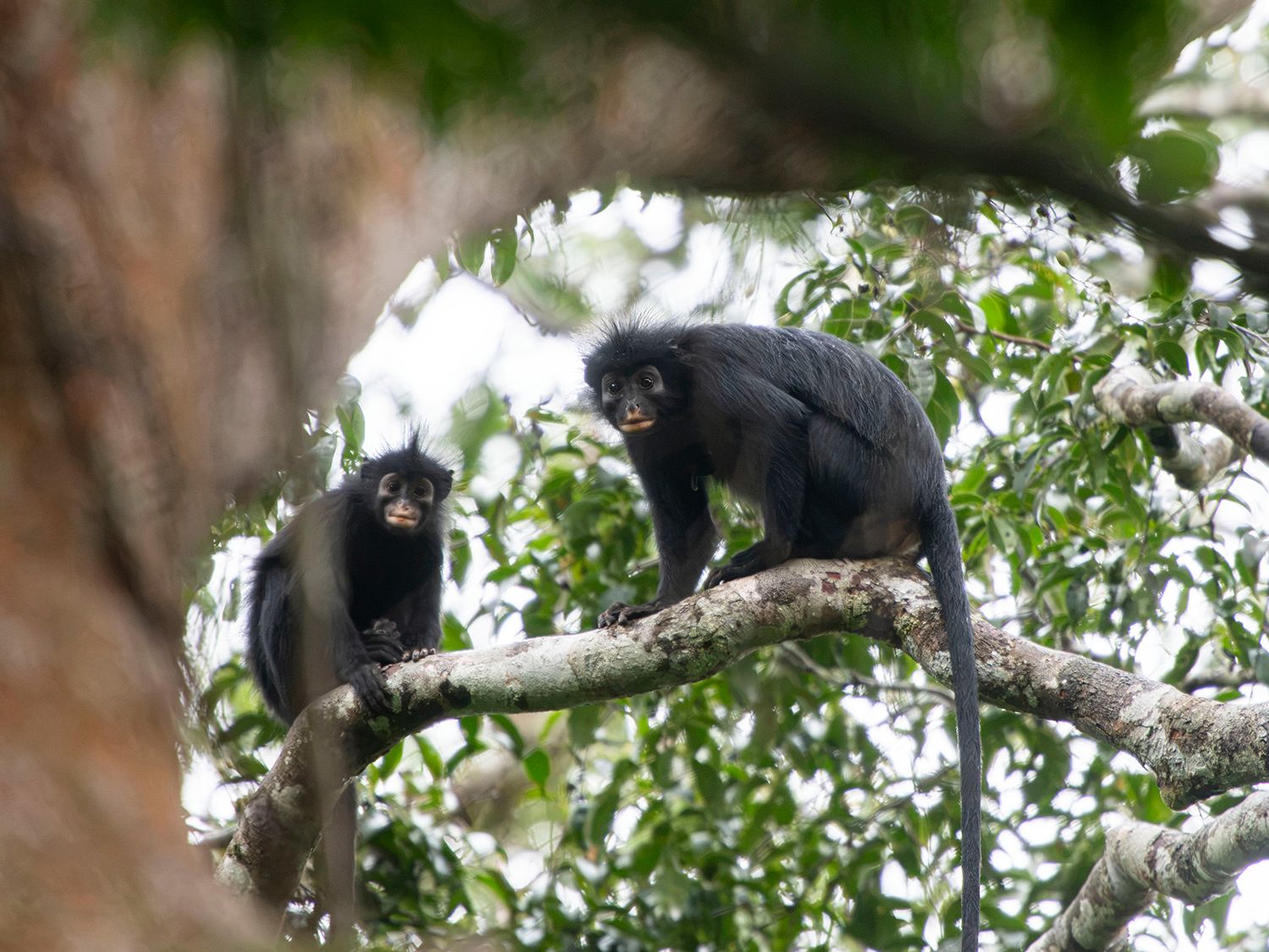 Orange-lipped monkey that roars and snorts deep in Congo