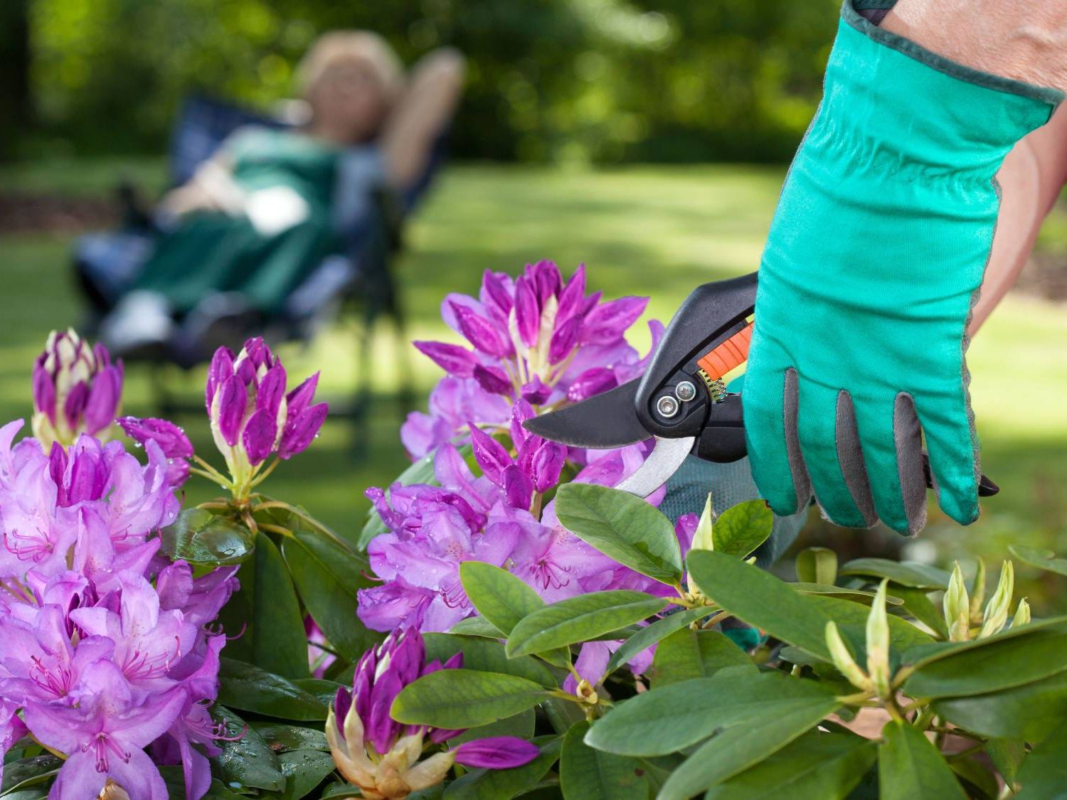 Rhododendron Pruning: Maintenance, Deadheading & Rejuvenation | Gardening  Know How